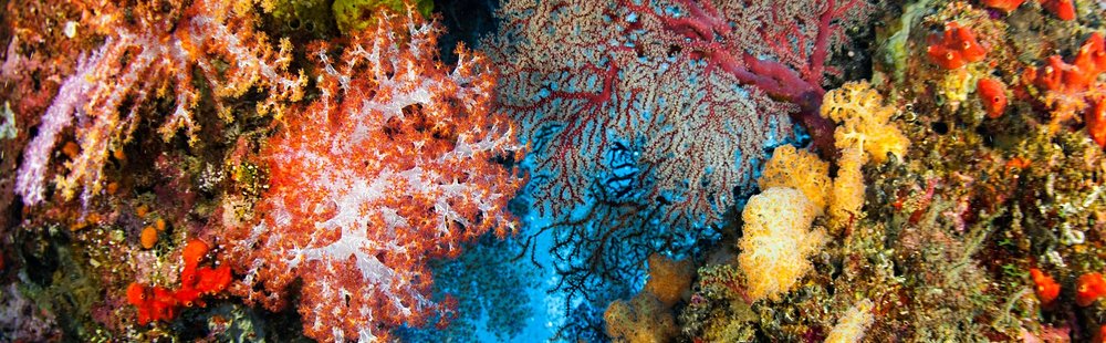 Les meilleurs spots de plongée de Phuket
