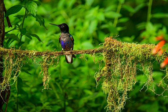 Réserve ornithologique de Mindo