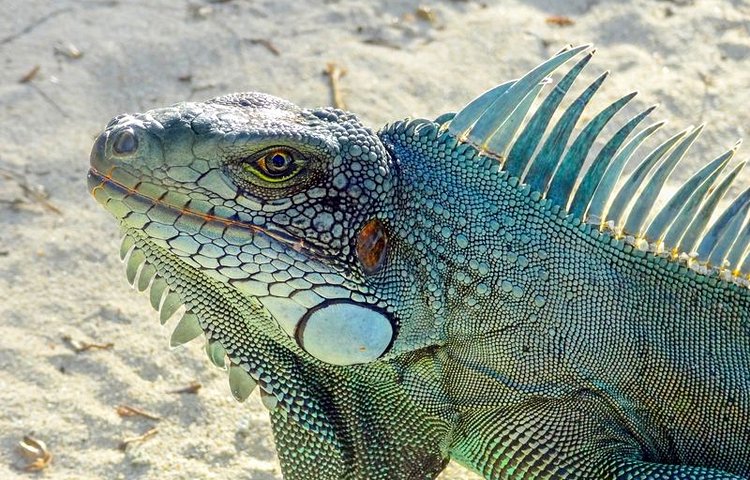 Iguane de la Guadeloupe 