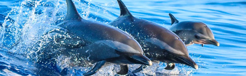 Les dauphins de Honaunau