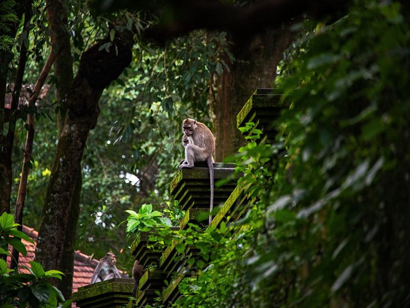 La forêt des singes