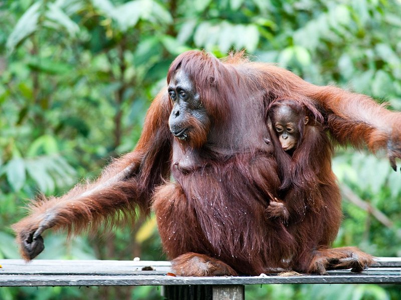 Kalimantan