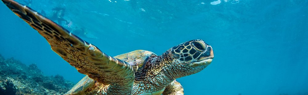 Les tortues de Punalu’u beach