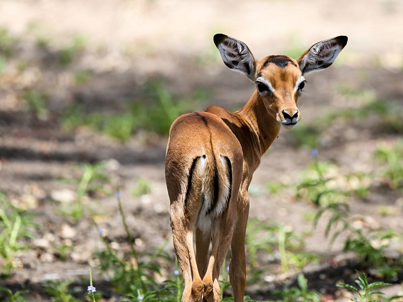 Le parc national de Nyerere (ex-réserve de Selous)