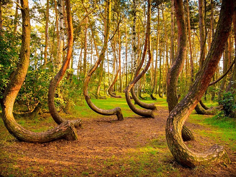 La forêt des arbres tordus, Gryfino