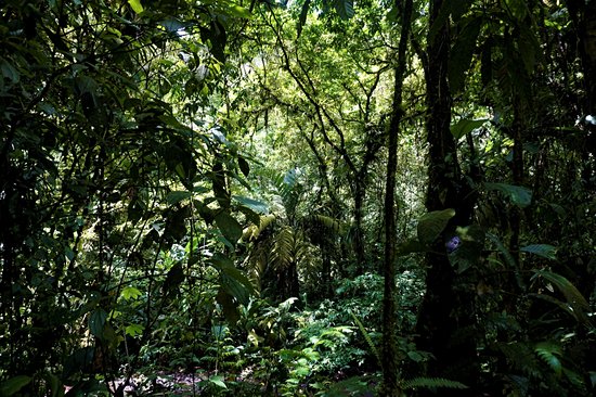 Parc national Braulio Carrillo