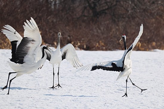 Observer les grues du Japon dans la neige