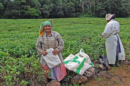 Bois Cheri Tea Factory