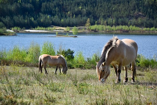 Parc national de la Haute Campine