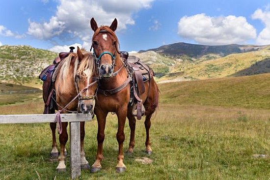 Faire du cheval sur les hauts plateaux des monts Bistra 
