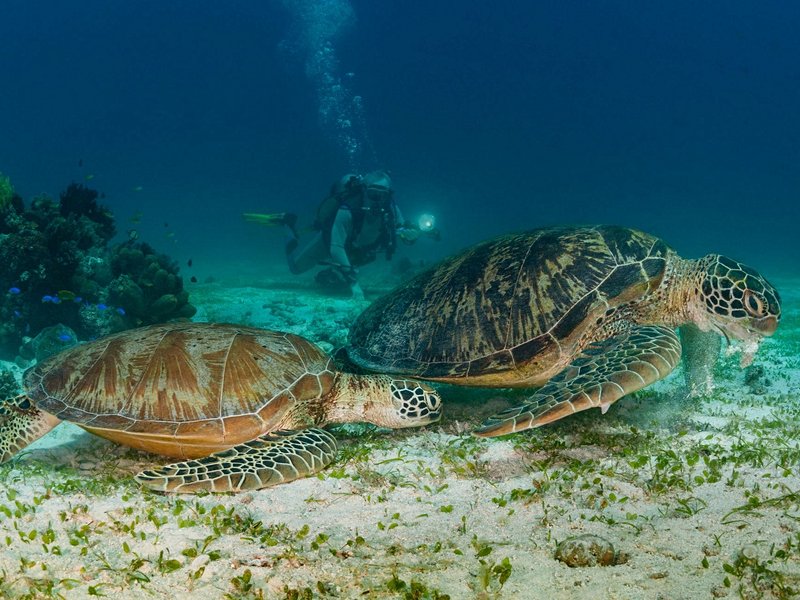 Nager avec les tortues autour de Balicasag
