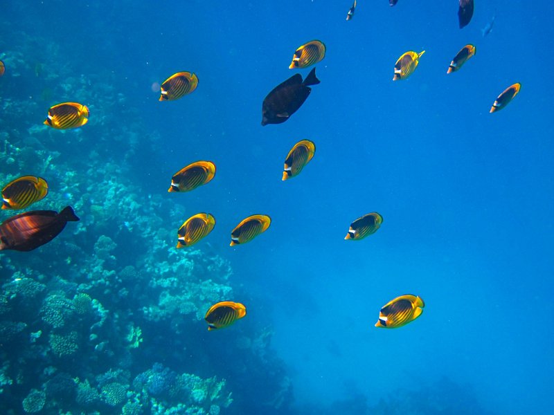 Faire du snorkeling à Siete Pecados