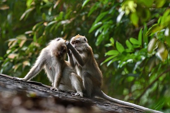 Réserve naturelle de Bukit Timah