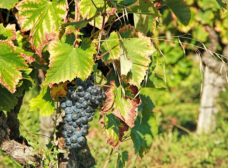 Le château de Gicon et ses vignes