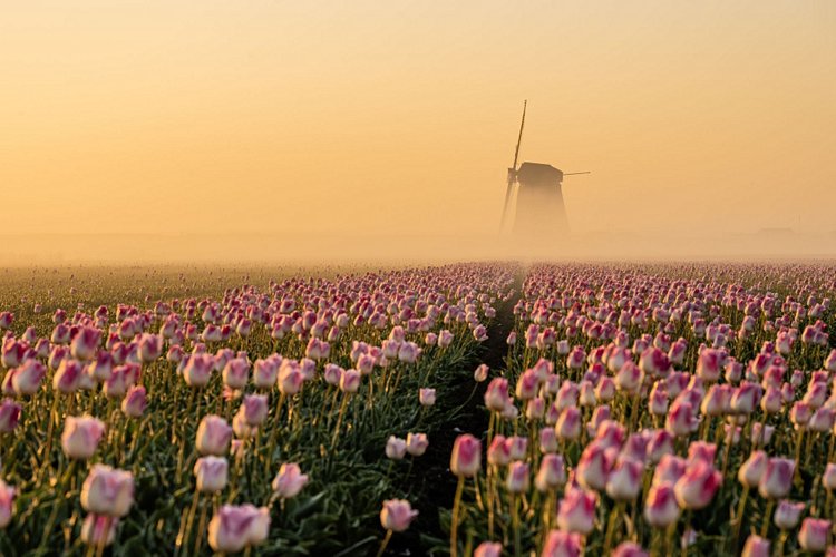 Champs de tulipes – Pays-Bas 3