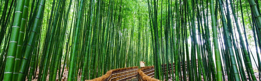 La forêt de bambou d’Arashiyama