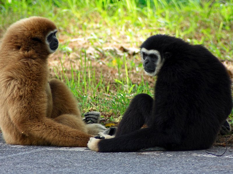 Découvrir le centre de réhabilitation des gibbons