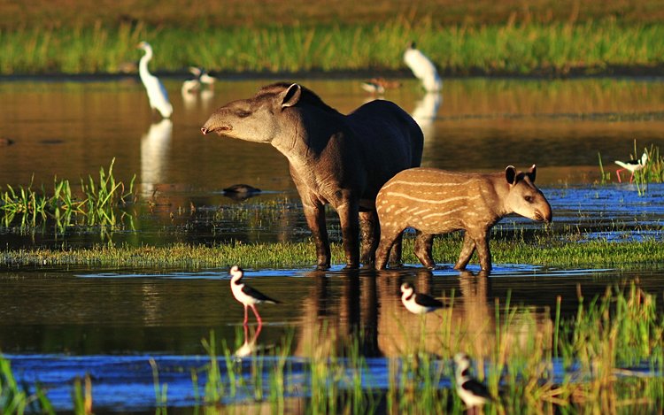 Tapir