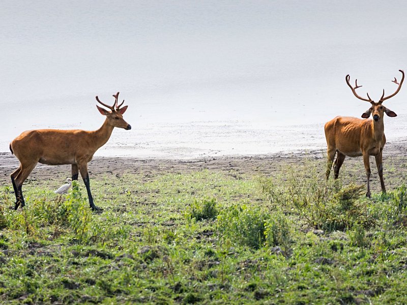 Kaziranga National Park
