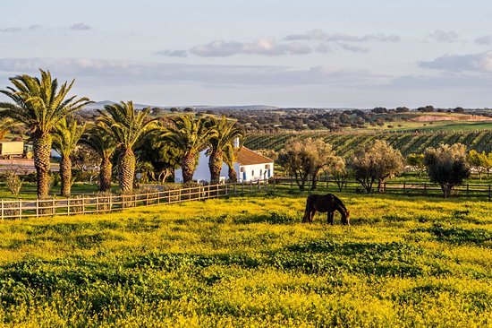 Route des vins de l'Alentejo