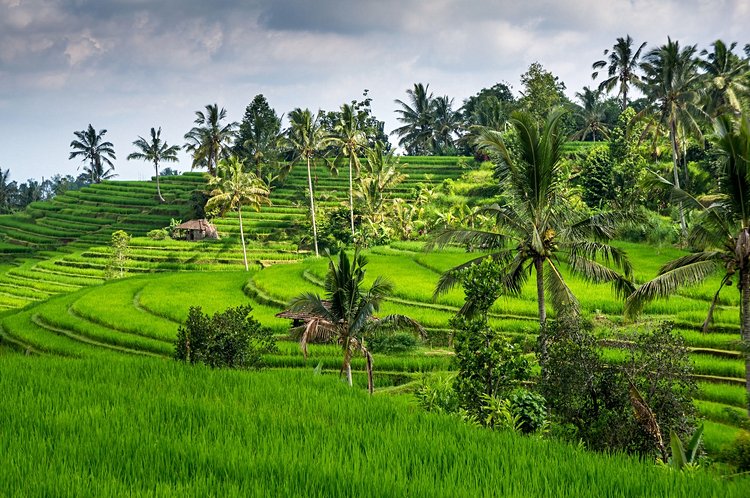 Les rizières d'Ubud