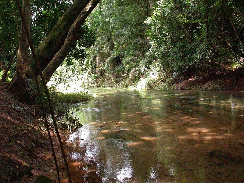 Forêt de Kou