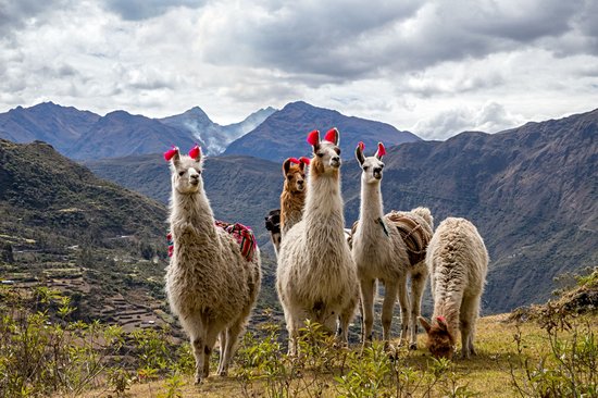 Lares Trek
