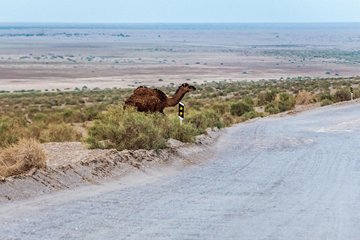 Désert de Maranjab