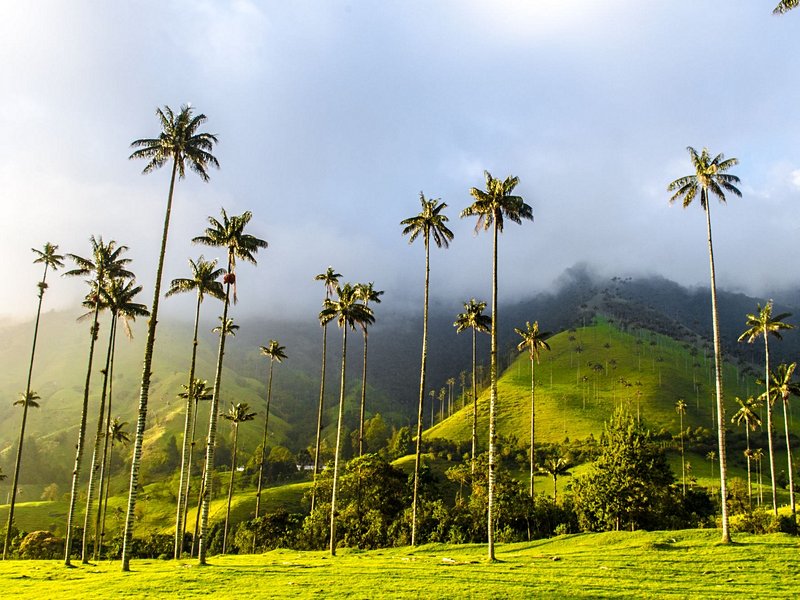 Vallée de la Cocora