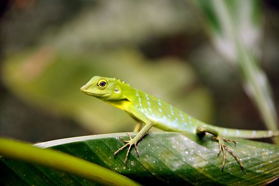 Danum Valley
