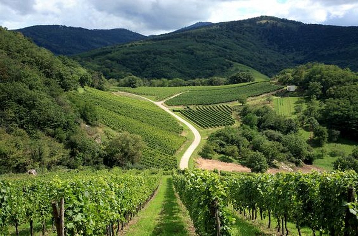 S’élancer sur la route des vins