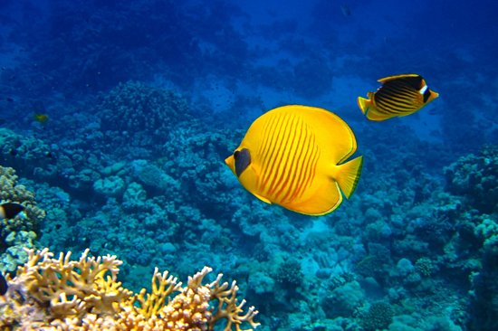 Negombo