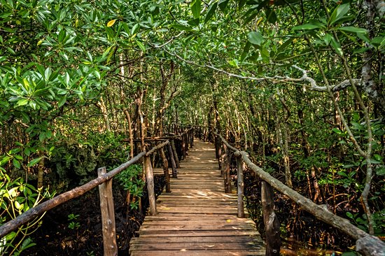 Forêt de Jozani