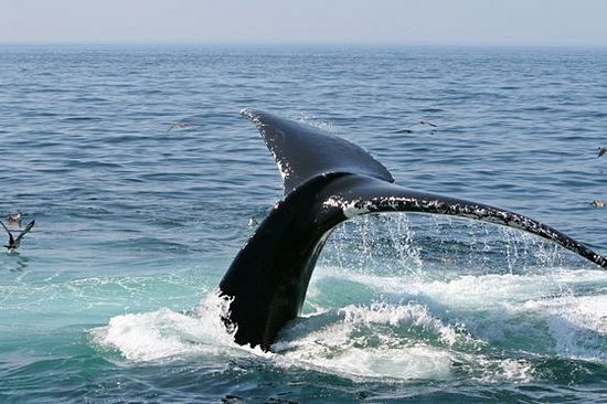Admirer les baleines 