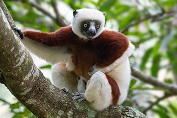 Le parc national d'Andasibe – Mantadia