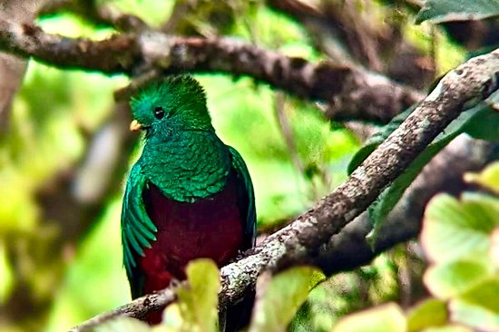 Observer le Quetzal resplendissant à San Gerardo de Dota