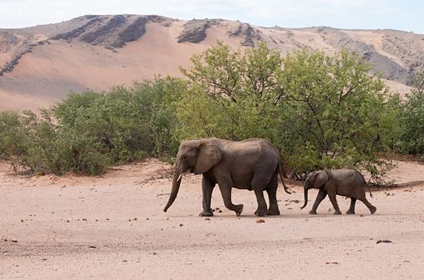 Partir à la recherche des éléphants du désert 