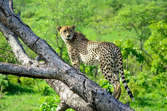 Sabi Sands Game Reserve