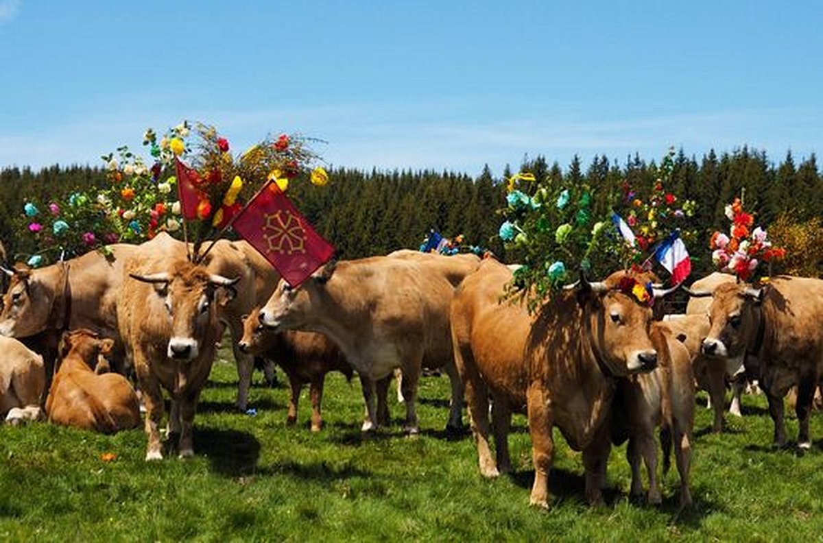 Assister aux fêtes de la transhumance