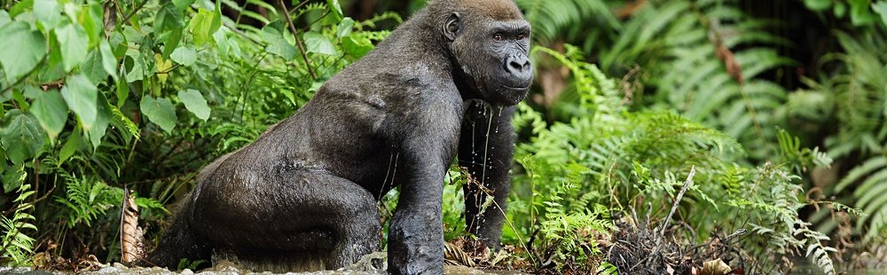 Le Parc national de Nouabalé Ndoki