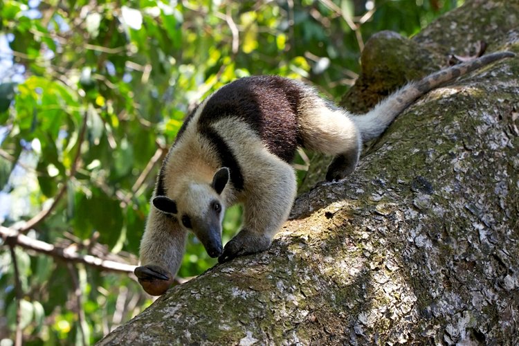 Parc national du Corcovado - Costa Rica 4