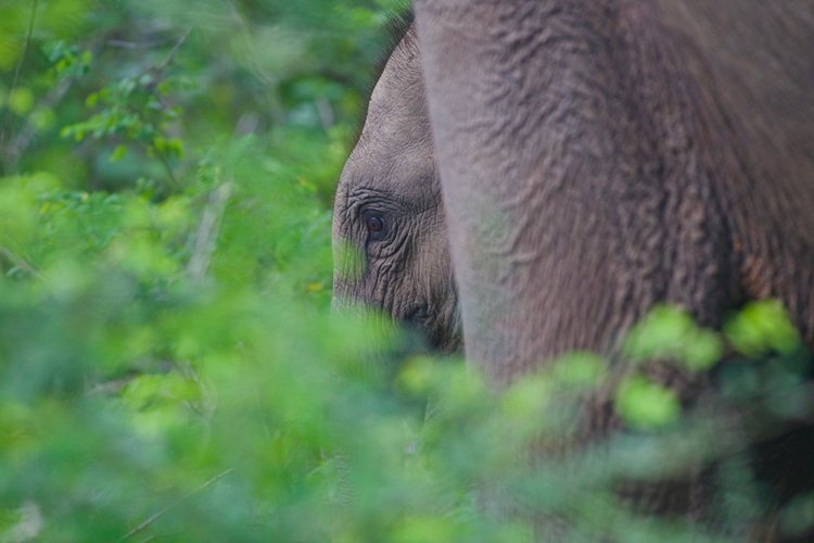 8. Parc de Yala - Sri Lanka 3