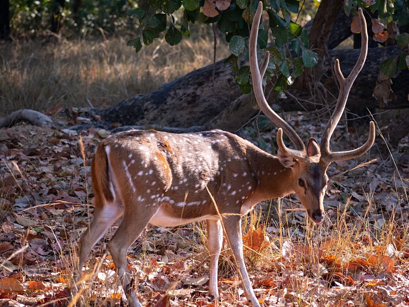 Les parcs du Madhya Pradesh