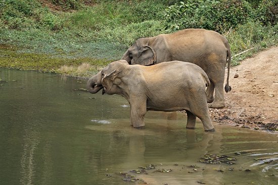 Centre de Conservation des éléphants (ECC) de Sayabouri