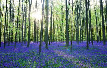 Jacinthes bleues de Hallerbos
