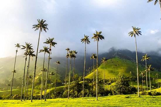 Vallée de la Cocora