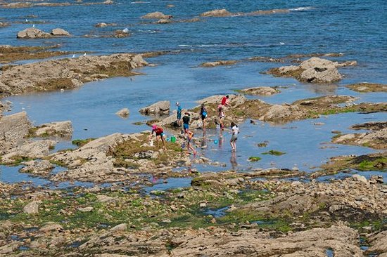 Pratiquer la pêche à pied