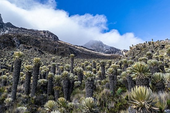 Parc national de Los Nevados