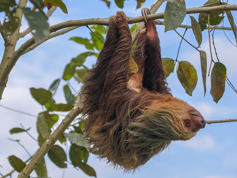 Le Parque Nacional Cahuita