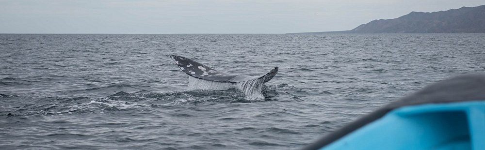 Admirer les baleines grises en bateau